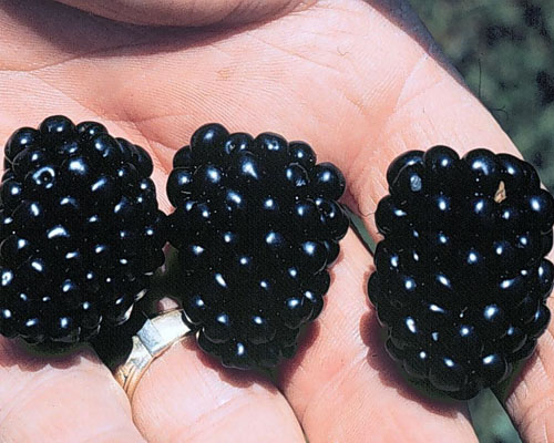 Rubus 'Apache' Thornless Blackberry from AgriStarts