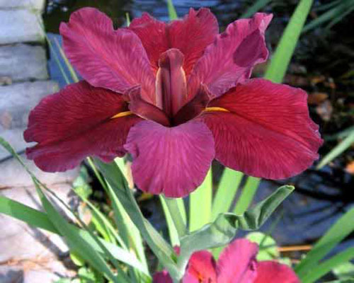 Iris 'Red Velvet Elvis' Louisiana Iris from AgriStarts