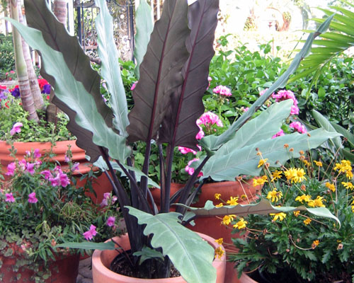 Alocasia lauterbaachiana from AgriStarts
