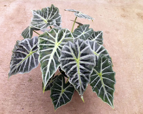 Alocasia 'Mandalay' African Mask from AgriStarts