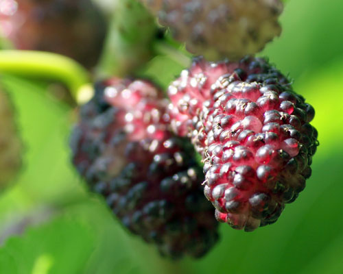Morus sp. 'Dwarf Everbearing' Mulberry from AgriStarts