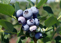 Vaccinium 'Windsor' 