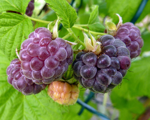Rubus 'Glencoe' Raspberry from AgriStarts