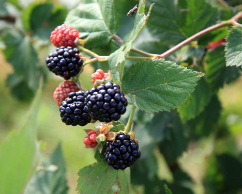 Rubus 'Triple Crown' Thornless Blackberry from AgriStarts
