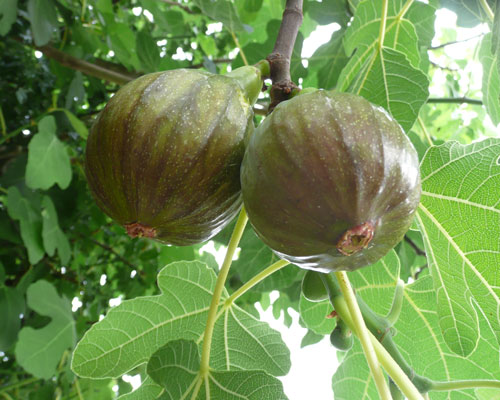 Ficus carica 'Olympian' Common Fig from AgriStarts