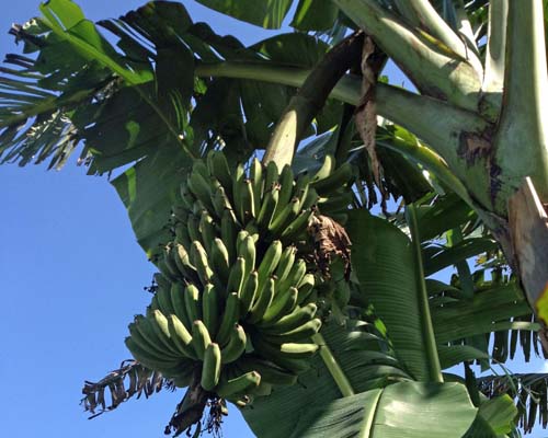 Musa 'Lacatan' Banana from AgriStarts