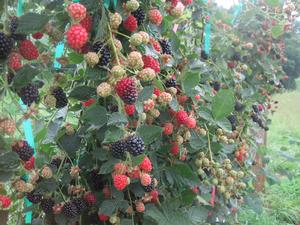 Rubus 'Von' Floricane Blackberry from AgriStarts