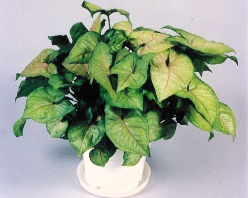 Syngonium 'Berry Allusion' from AgriStarts