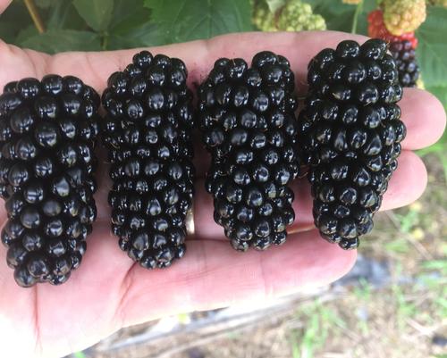 Rubus Big Daddy™ 'A-2524T' from AgriStarts