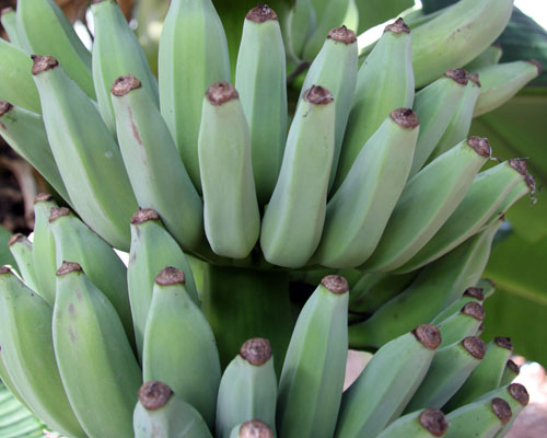 Musa 'Dwarf Namwa' Banana from AgriStarts