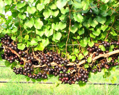 Vitis 'Delicious' Muscadine from AgriStarts