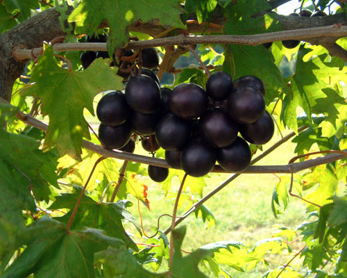 Vitis 'Southern Home' Muscadine Grape from AgriStarts
