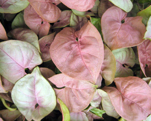 Syngonium 'Neon Robusta' from AgriStarts