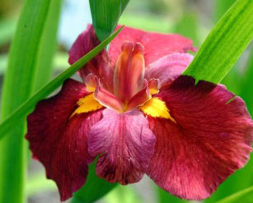 Iris 'Ann Chowning' Louisiana Iris from AgriStarts