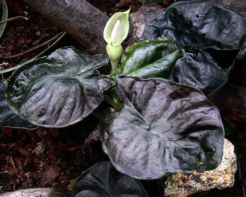 Alocasia infernalis 'Kapit' from AgriStarts