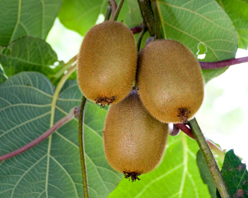 Actinidia chinensis 'Vincent' Fuzzy Kiwi from AgriStarts
