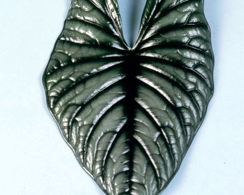 Alocasia nebula 'Imperialis' African Mask from AgriStarts