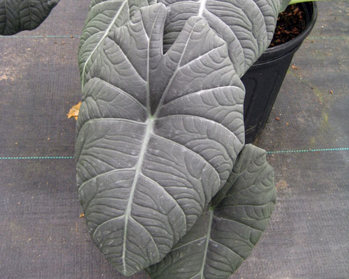 Alocasia 'Maharani' from AgriStarts