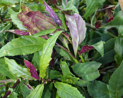Gynura crepioides 'Okinawa Spinach' from AgriStarts