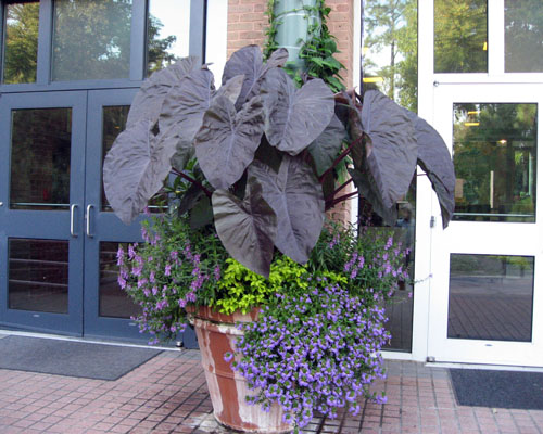 Colocasia esculenta 'Diamond Head' Taro from AgriStarts