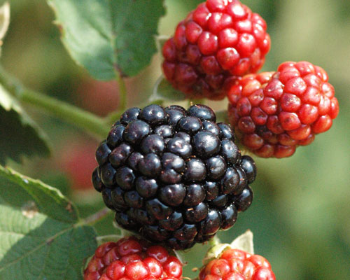 Rubus 'Osage' Thornless Blackberry from AgriStarts