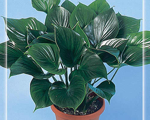 Homalomena 'Emerald Gem' from AgriStarts